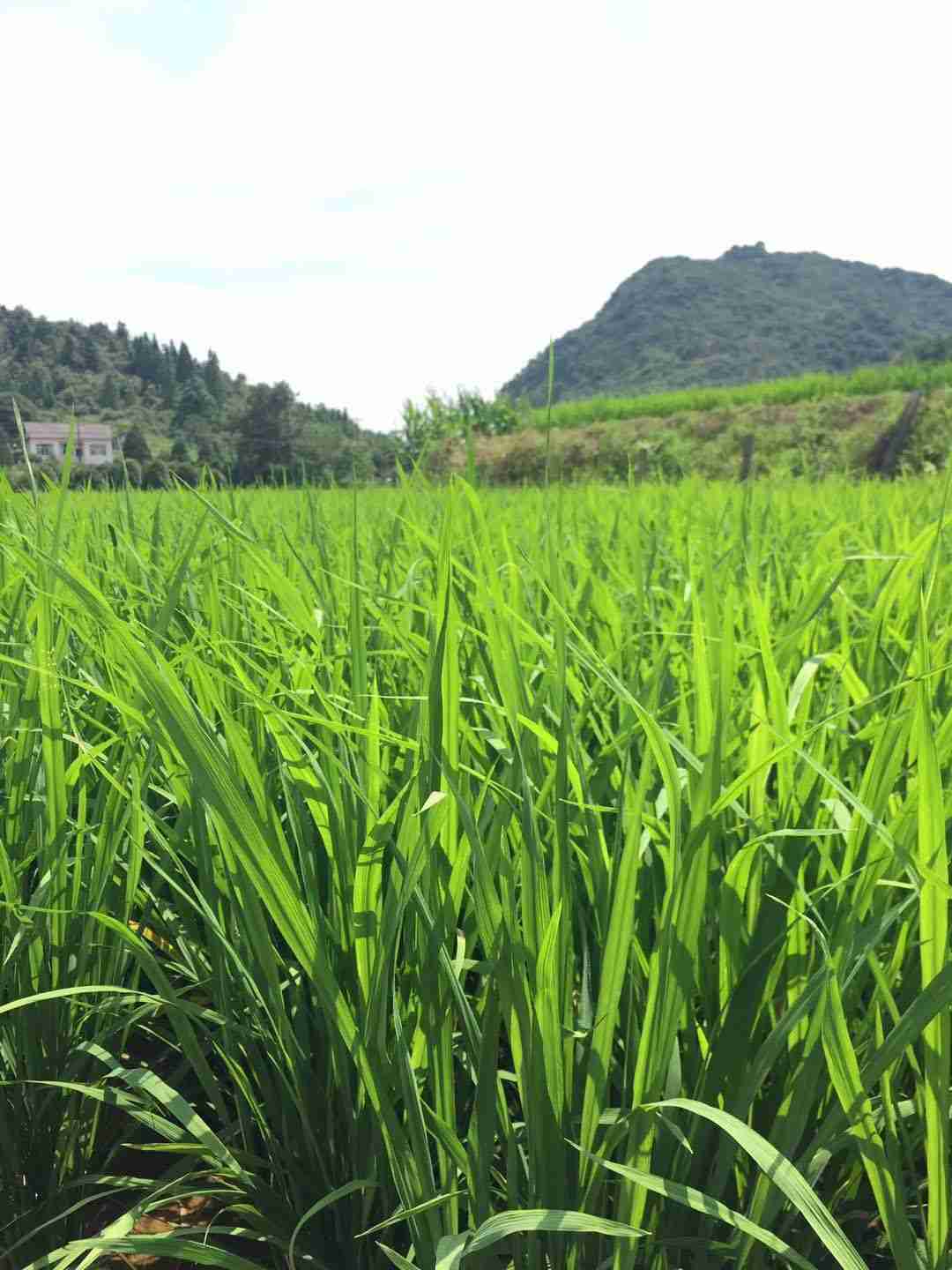 袁氏麓峰现代农业有限公司,长沙袁酒原材料基地管理,白酒销售,酒类销售哪里好